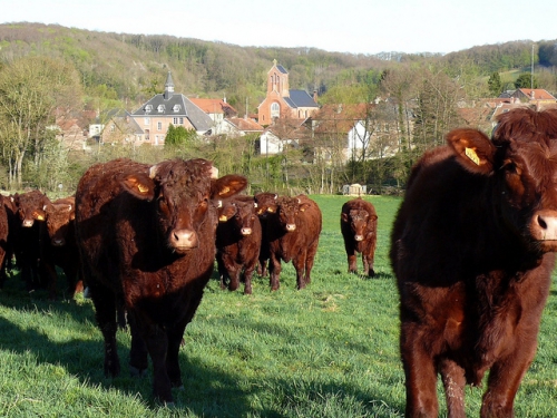 troupeau de vaches.JPG