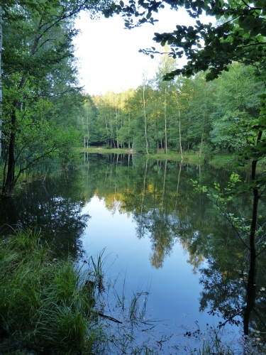 Etang de la Linette 07.2012 023.jpg