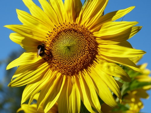 bettraves,néonicotinoïdes,abeilles,pollinisateurs